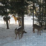 Wordless Wednesday – Some hungry visitors