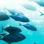 Loblaws Commitment to Sustainably Sourced Seafood