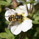 The Agricultural Alphabet Starts with Bee