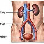 rp_human-anatomy-kidneys.jpg