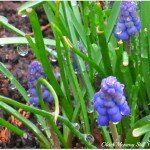 Wordless Wednesday ~ Late Blooming Hyacinth ~ {w/Linky}