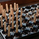 Make some popsicle stick garden markers {LIVING GREEN -Tips}