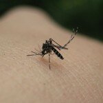7 Steps To Avoid The Zika Virus
